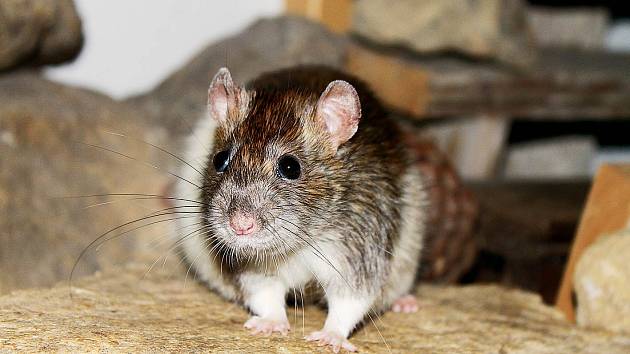 Potkani jsou inteligentí podobně jako psi
