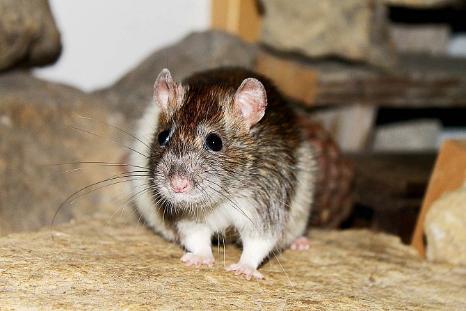 Potkani jsou inteligentí podobně jako psi