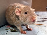 Tým vědců z Fyziologického ústavu Akademie věd ČR, Německa a Švýcarska vyvinul geneticky modifikovaného potkana, na němž se schizofrenie studuje. Ilustrační foto.