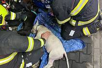 Při požáru bytu na Praze 9 hasiči resuscitovali dva psy. Bohužel neúspěšně
