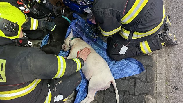 Hasiči likvidovali požár bytu. Dva psy navzdory resuscitaci zachránit nedokázali