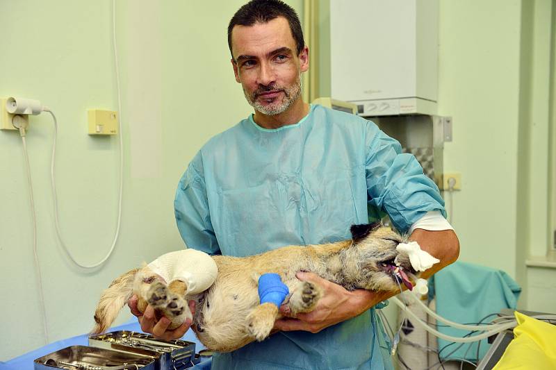 Roman Skala při operaci pejska na Veterinární klinice Na Hrádku v Praze