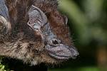 Netopýr vakový. Mláďata tohoto druhu zkoumali vědci a zjistili, že malí netopýři žvatlají a blábolí stejně jako malé děti, když se učí mluvit.
