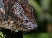 Netopýr vakový. Mláďata tohoto druhu zkoumali vědci a zjistili, že malí netopýři žvatlají a blábolí stejně jako malé děti, když se učí mluvit.