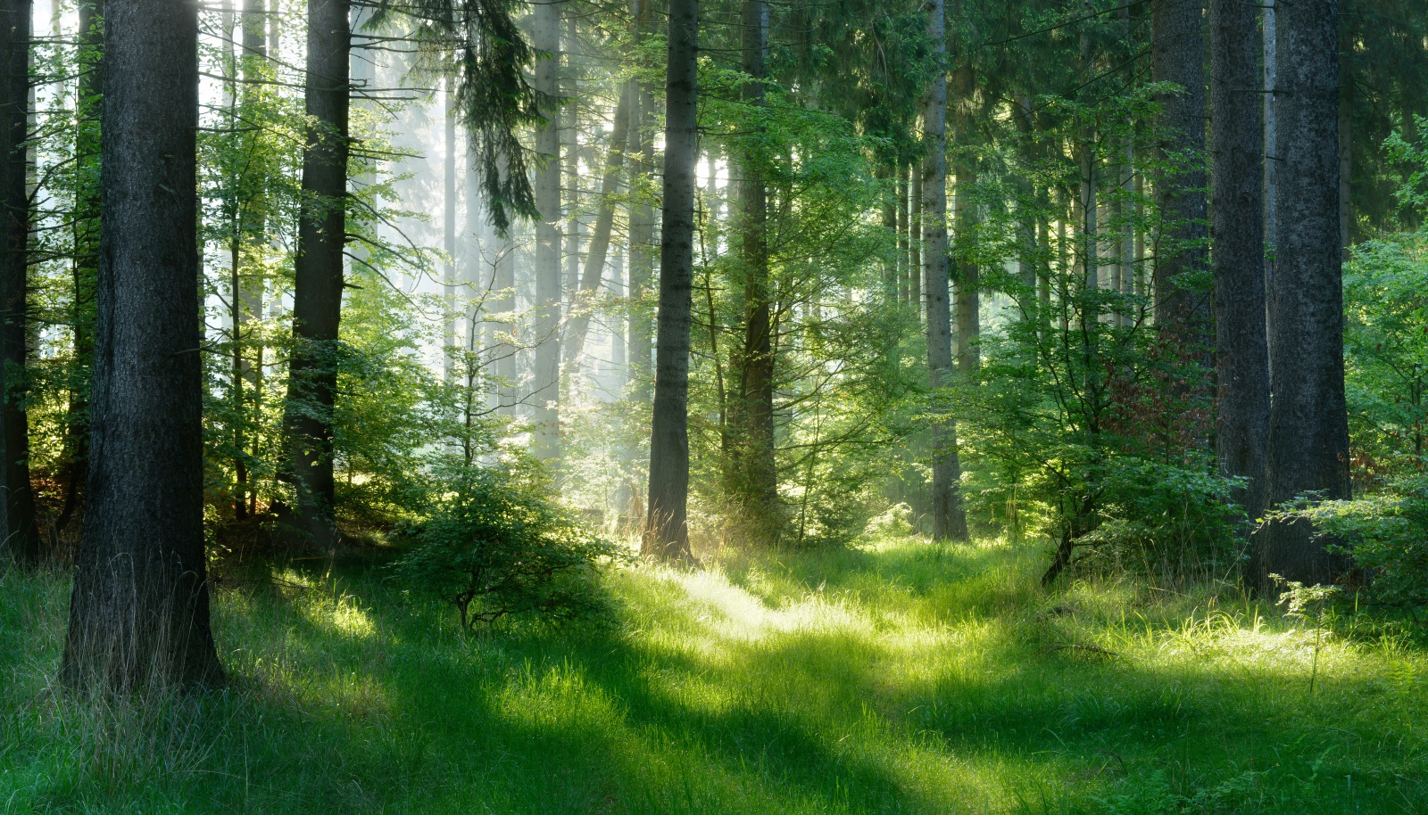 Tajemství lesa: stromy mají vrásky a vůní vysílají důležité ...