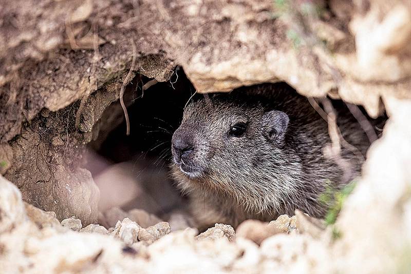 Svišť hibernuje až osm měsíců