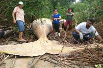 V amazonské džungli se objevilo tělo velryby
