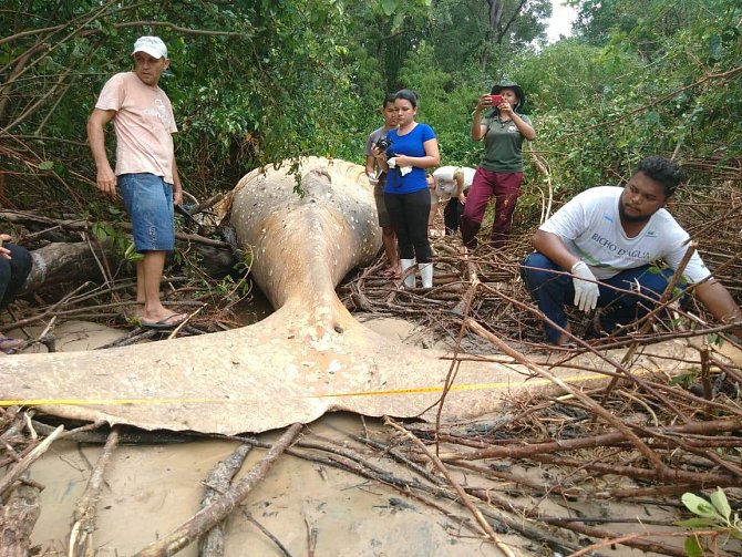 V amazonské džungli se objevilo tělo velryby
