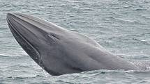 Podobně jako jiné velryby vyplouvají pravidelně k hladině, kde jednak hledají potravu, jednak kvůli dýchání