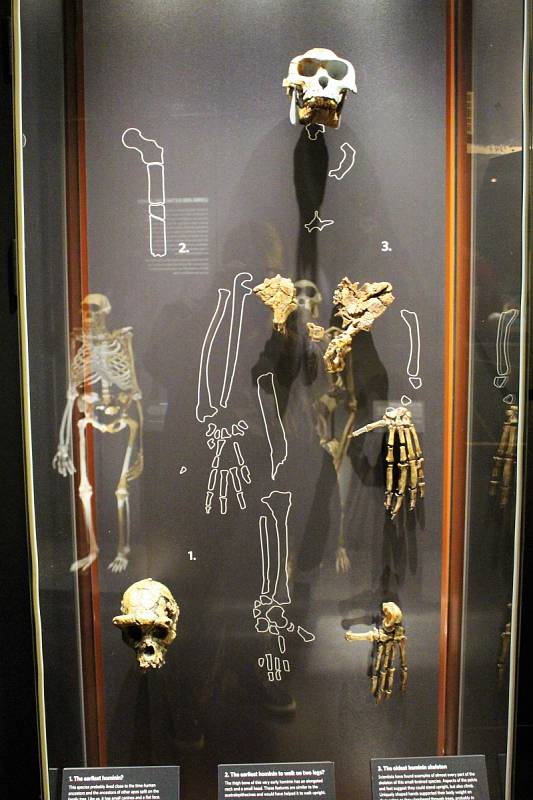 Hominidé v Přírodovědném muzeu v Anglii. Zleva doprava: lebka Sahelanthropus tchadensis, stehenní kost Orrorin tugenensis a kostra druhu Ardipithecus ramidus