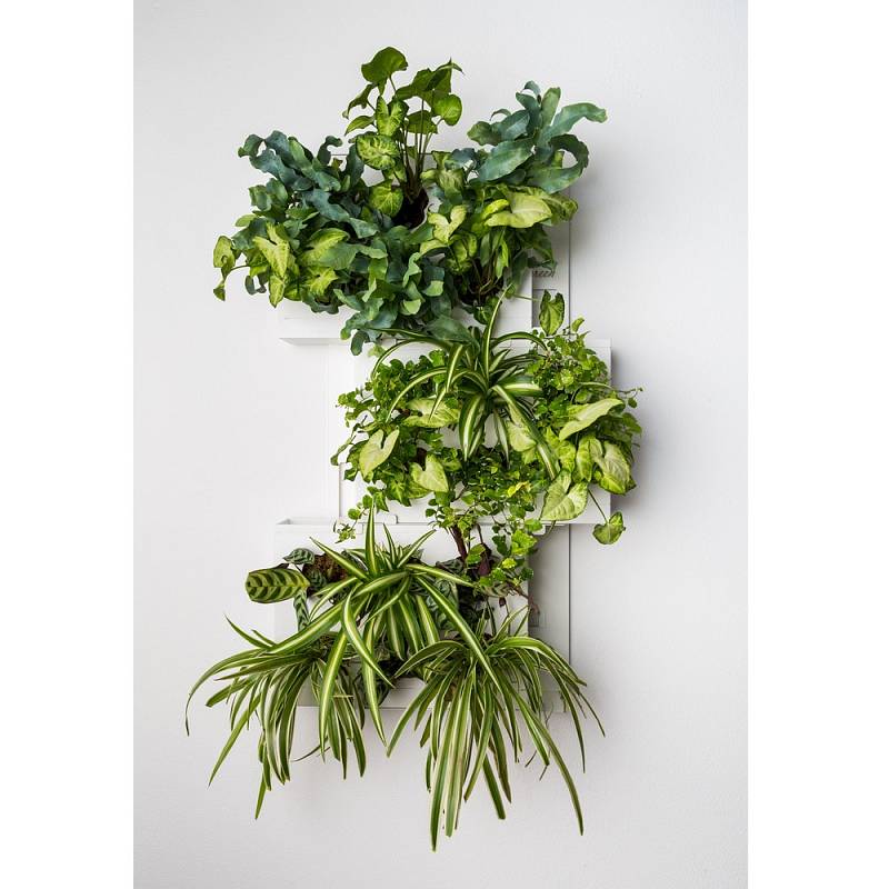 Méně nákladnou a dostupnější alternativou k vertikálním zeleným stěnám jsou obrazy z živých rostlin.