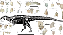 Kosterní diagram zobrazující známý fosilní materiál, jinými slovy přehled zkamenělých kosterních pozůstatků, které se po dinosauru druhu Jakapil Kaniukura našly