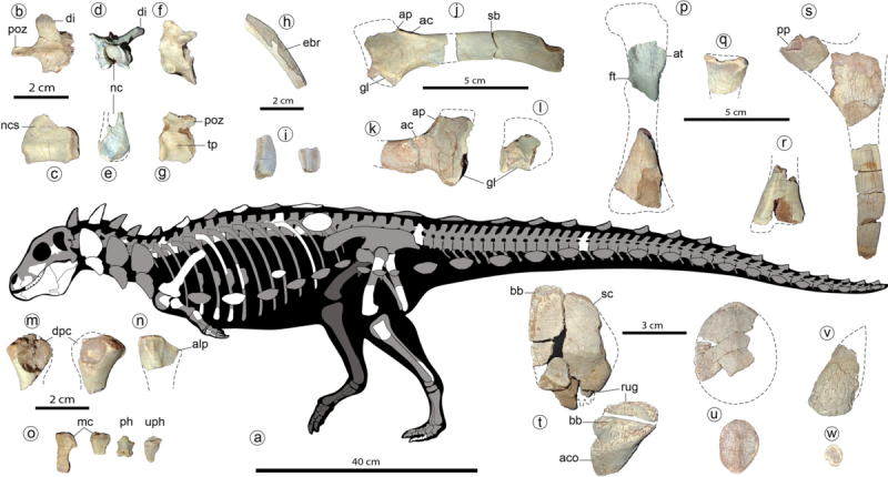 Kosterní diagram zobrazující známý fosilní materiál, jinými slovy přehled zkamenělých kosterních pozůstatků, které se po dinosauru druhu Jakapil Kaniukura našly