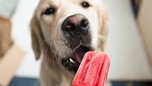 Výroba domácí, psům uzpůsobené zmrzliny, není nic těžkého.