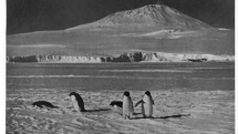 Sopka Mount Erebus, Rossův ostrov, Antarktida