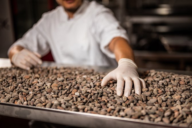 Podle agentury Bloomberg se ceny kakaa už v uplynulém roce zvýšily téměř o polovinu. Analytici varují, že porostou i nadále. 