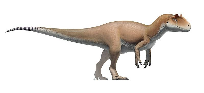 Mezi teropody, tedy tříprsté masožravé dinosaury, patřil i Allosaurus fragilis