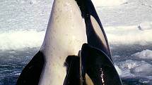 Kosatky dravé patří k nejnebezpečnějším mořským predátorům. Zároveň jsou ale rodinně založenými tvory.