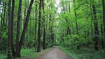 Rozlohou i vegetací připomíná Bitcevskij park spíše les