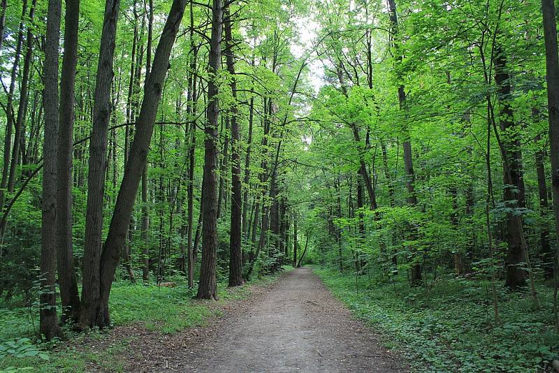 Rozlohou i vegetací připomíná Bitcevskij park spíše les