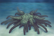 Vědci objevili 430 milionů let starou "mořskou okurku"