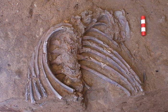 Žebra a páteř z kostry neandertálce nalezené v jeskyni Šánidar. Jeskyně je proslulá nálezy artefaktů neandertálské kultury