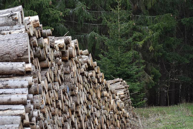 Těžba dřeva kvůli kůrovci pod Sedlem na Litoměřicku