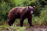 Medvěd hnědý, ilustrační foto