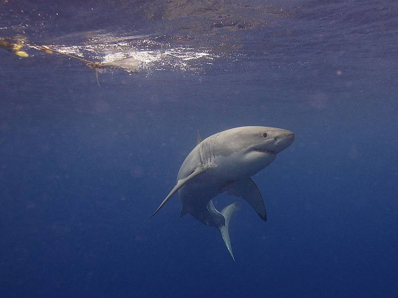 Velký bílý žralok