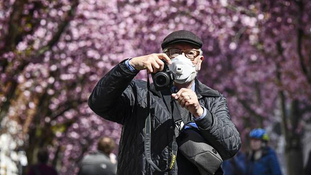 Muž s respirátorem v Bonnu pod kvetoucími třešněmi v německém Bonnu 5. dubna 2020
