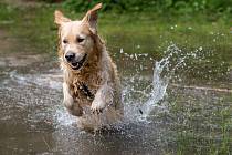 Vodní psi. Zlatí retrívři patří mezi psí plemena, která nadevše milují vodu.