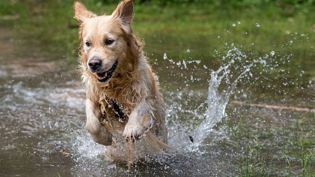 Vodní psi. Zlatí retrívři patří mezi psí plemena, která nadevše milují vodu.