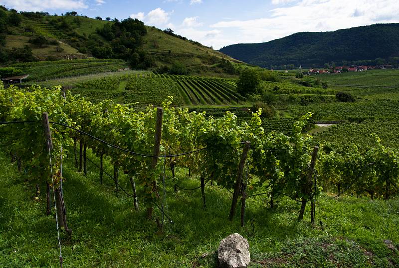 Vinice u Dunaje. Světově známá dolnorakouská vinařská oblast Wachau.