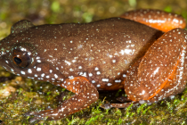 Astrobatrachus kurichiyana - hvězdnatá trpasličí žába z indického pohoří Západní Ghát