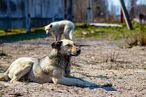 Divocí psi u Černobylu