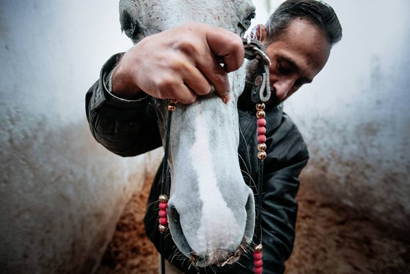 Kategorie Reportáž: Váleční koně v Sýrii