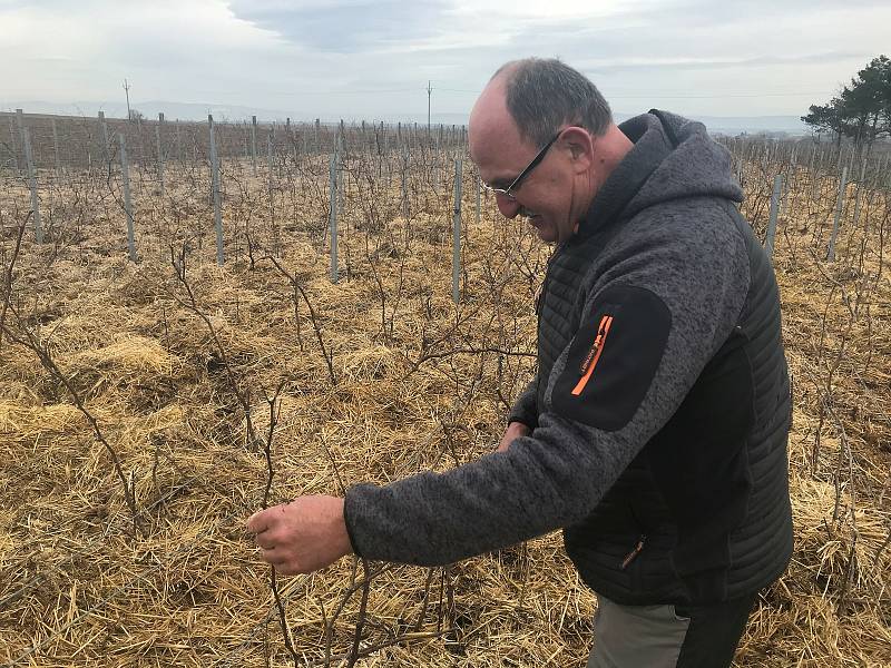 Vinař Oldřich Palička připravuje vinici na novou úrodu.