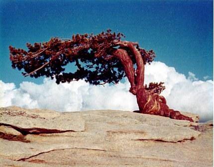 Fotka, která proslavila borovici Jeffreyovu. Strom stál na vrcholku útvaru Sentinel Dome. K zemi strom padl v roce 2003.