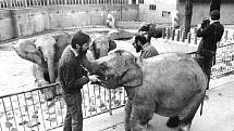 Slůně Shanti poprvé u slonů v pražské zoo, předání od FSB Barrandov