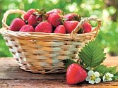 PLODY. Ideální na balkon jsou měsíční jahody. Větší plody mají odrůdy Rujana a Temptation. 