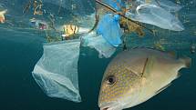 Plastový odpad ohrožuje mořské živočichy