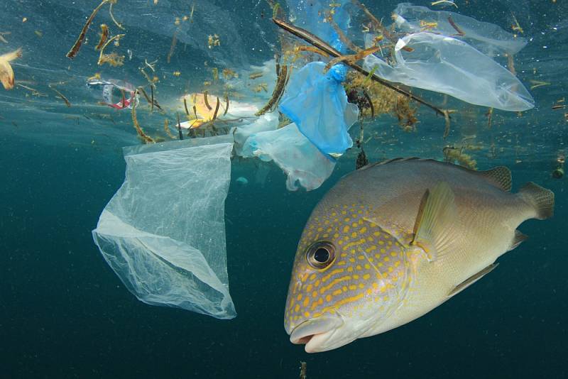 Znečištění přírodního prostředí plastem je jedním ze znaků antropocénu