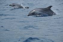 Delfíni v Egejském moři, ilustrační foto