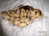 Státní zemědělská a potravinářská inspekce (SZPI) zadržela v celním skladu před uvedením na trh 18 tun částečně plesnivých arašídů z Číny. 
