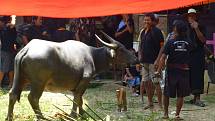 Obětování vodního buvola je vrcholem torajského pohřbu. Buvol má přitom pro obyvatele Sulawesi obrovskou cenu, jelikož jim pomáhá s obděláváním rýžových polí. Za buvola tak zaplatíte stejně jako za auto. Proto musí Torajové na svůj pohřeb šetřit celý živo