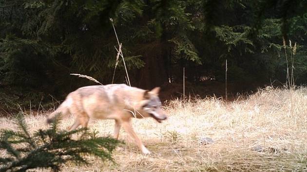 Snímek z fotopasti pořízený 29. března v národní přírodní rezervaci nedaleko Doks na Českolipsku potvrdil, že se do Čech po více než sto letech vrací vlci.