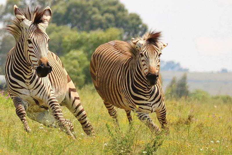 Jakmile zvířata vycítí nebezpečí, zapomenou na mezidruhové půtky. Na snímku je zebra