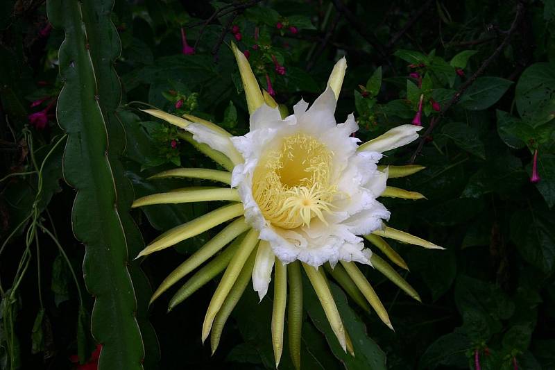 Květ kaktusu Hylocereus undatus na vypěstované rostlině v zahradě Gauteng v Jižní Africe