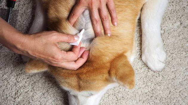 Nejdůležitější je odstranit přisáté klíště včas, aby psa nestihlo infikovat nebezpečnou chorobou.