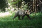 Medvědice zachycená fotopastí v okolí Smrku koncem června 2019.